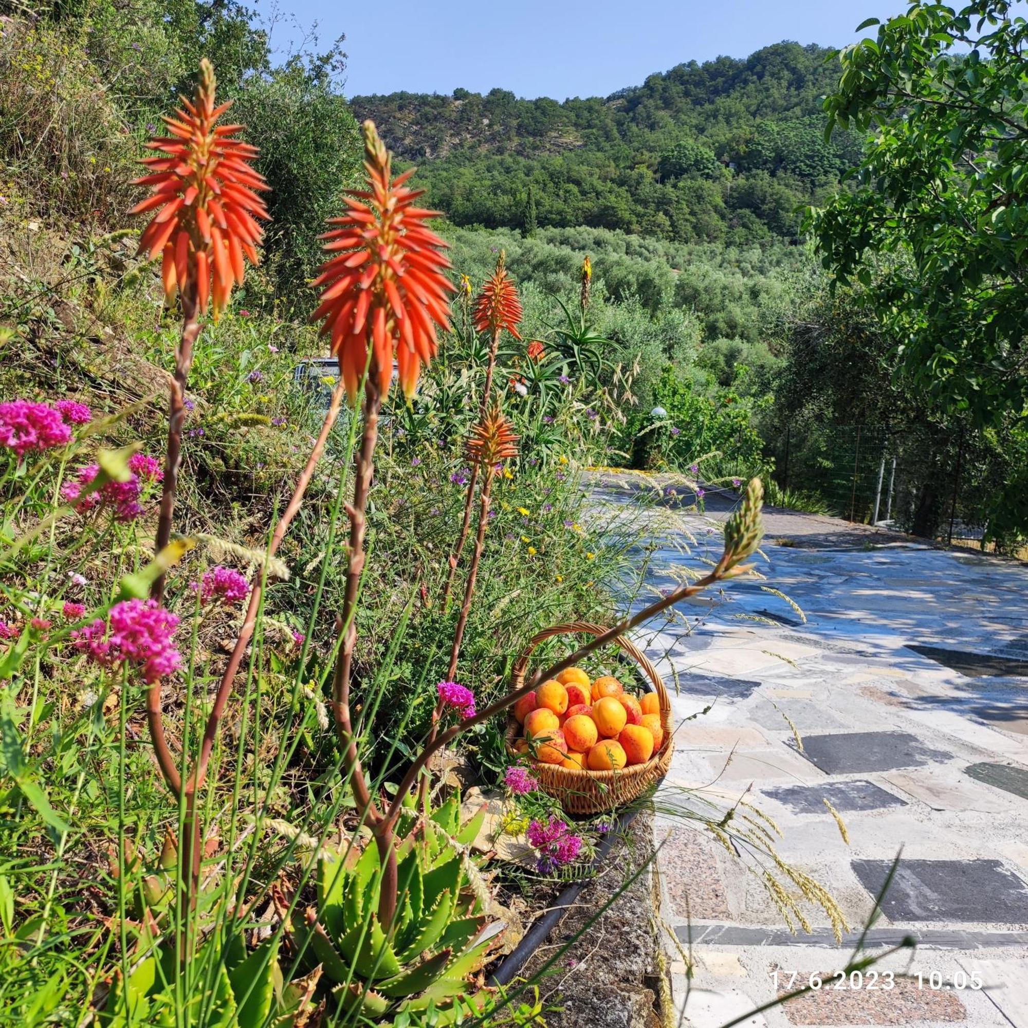 Villa Berio Due - Tuija Villa Viani Εξωτερικό φωτογραφία